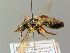  ( - BC ZSM HYM 02940)  @11 [ ] CreativeCommons - Attribution Non-Commercial Share-Alike (2010) Unspecified SNSB, Zoologische Staatssammlung Muenchen