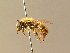  (Andrena taraxaci - BC ZSM HYM 05896)  @14 [ ] CreativeCommons - Attribution Non-Commercial Share-Alike (2010) Stefan Schmidt SNSB, Zoologische Staatssammlung Muenchen