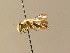  (Andrena paucisquama - BC ZSM HYM 05903)  @13 [ ] CreativeCommons - Attribution Non-Commercial Share-Alike (2010) Stefan Schmidt SNSB, Zoologische Staatssammlung Muenchen