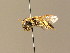  (Andrena sericata - BC ZSM HYM 05909)  @14 [ ] CreativeCommons - Attribution Non-Commercial Share-Alike (2010) Stefan Schmidt SNSB, Zoologische Staatssammlung Muenchen