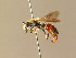  (Andrena labiata - BC ZSM HYM 05916)  @14 [ ] CreativeCommons - Attribution Non-Commercial Share-Alike (2010) Stefan Schmidt SNSB, Zoologische Staatssammlung Muenchen