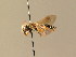  (Andrena fulvicornis - BC ZSM HYM 05929)  @15 [ ] CreativeCommons - Attribution Non-Commercial Share-Alike (2010) Stefan Schmidt SNSB, Zoologische Staatssammlung Muenchen
