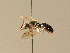  ( - BC ZSM HYM 06030)  @11 [ ] CreativeCommons - Attribution Non-Commercial Share-Alike (2010) Stefan Schmidt SNSB, Zoologische Staatssammlung Muenchen