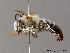  ( - BC ZSM HYM 06104)  @11 [ ] CreativeCommons - Attribution Non-Commercial Share-Alike (2010) Stefan Schmidt SNSB, Zoologische Staatssammlung Muenchen