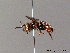  (Nomada facilis - BC ZSM HYM 06106)  @15 [ ] CreativeCommons - Attribution Non-Commercial Share-Alike (2010) Stefan Schmidt SNSB, Zoologische Staatssammlung Muenchen