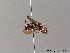  ( - BC ZSM HYM 06108)  @14 [ ] CreativeCommons - Attribution Non-Commercial Share-Alike (2010) Stefan Schmidt SNSB, Zoologische Staatssammlung Muenchen