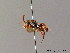  ( - BC ZSM HYM 06119)  @12 [ ] CreativeCommons - Attribution Non-Commercial Share-Alike (2010) Stefan Schmidt SNSB, Zoologische Staatssammlung Muenchen