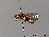  (Nomada integra - BC ZSM HYM 06123)  @15 [ ] CreativeCommons - Attribution Non-Commercial Share-Alike (2010) Stefan Schmidt SNSB, Zoologische Staatssammlung Muenchen