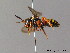  (Nomada flavopicta - BC ZSM HYM 06129)  @16 [ ] CreativeCommons - Attribution Non-Commercial Share-Alike (2010) Stefan Schmidt SNSB, Zoologische Staatssammlung Muenchen