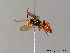  (Nomada conjungens - BC ZSM HYM 06132)  @15 [ ] CreativeCommons - Attribution Non-Commercial Share-Alike (2010) Stefan Schmidt SNSB, Zoologische Staatssammlung Muenchen