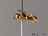  (Nomada roberjeotiana - BC ZSM HYM 06135)  @16 [ ] CreativeCommons - Attribution Non-Commercial Share-Alike (2010) Stefan Schmidt SNSB, Zoologische Staatssammlung Muenchen
