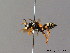  ( - BC ZSM HYM 06138)  @14 [ ] CreativeCommons - Attribution Non-Commercial Share-Alike (2010) Stefan Schmidt SNSB, Zoologische Staatssammlung Muenchen