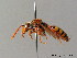  (Nomada flava - BC ZSM HYM 06142)  @12 [ ] CreativeCommons - Attribution Non-Commercial Share-Alike (2010) Stefan Schmidt SNSB, Zoologische Staatssammlung Muenchen