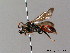  ( - BC ZSM HYM 06144)  @14 [ ] CreativeCommons - Attribution Non-Commercial Share-Alike (2010) Stefan Schmidt SNSB, Zoologische Staatssammlung Muenchen