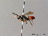  ( - BC ZSM HYM 06145)  @13 [ ] CreativeCommons - Attribution Non-Commercial Share-Alike (2010) Stefan Schmidt SNSB, Zoologische Staatssammlung Muenchen
