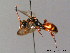  (Nomada armata - BC ZSM HYM 06147)  @15 [ ] CreativeCommons - Attribution Non-Commercial Share-Alike (2010) Stefan Schmidt SNSB, Zoologische Staatssammlung Muenchen