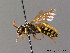  ( - BC ZSM HYM 06148)  @15 [ ] CreativeCommons - Attribution Non-Commercial Share-Alike (2010) Stefan Schmidt SNSB, Zoologische Staatssammlung Muenchen