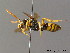 (Nomada succincta - BC ZSM HYM 06150)  @16 [ ] CreativeCommons - Attribution Non-Commercial Share-Alike (2010) Stefan Schmidt SNSB, Zoologische Staatssammlung Muenchen