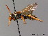  (Nomada marshamella - BC ZSM HYM 06152)  @16 [ ] CreativeCommons - Attribution Non-Commercial Share-Alike (2010) Stefan Schmidt SNSB, Zoologische Staatssammlung Muenchen