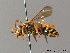  (Nomada sexfasciata - BC ZSM HYM 06153)  @15 [ ] CreativeCommons - Attribution Non-Commercial Share-Alike (2010) Stefan Schmidt SNSB, Zoologische Staatssammlung Muenchen