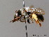  ( - BC ZSM HYM 06161)  @13 [ ] CreativeCommons - Attribution Non-Commercial Share-Alike (2010) Stefan Schmidt SNSB, Zoologische Staatssammlung Muenchen