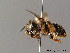  ( - BC ZSM HYM 06162)  @11 [ ] CreativeCommons - Attribution Non-Commercial Share-Alike (2010) Stefan Schmidt SNSB, Zoologische Staatssammlung Muenchen