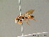  ( - BC ZSM HYM 06976)  @13 [ ] CreativeCommons - Attribution Non-Commercial Share-Alike (2010) Stefan Schmidt SNSB, Zoologische Staatssammlung Muenchen