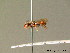  ( - BC ZSM HYM 06977)  @13 [ ] CreativeCommons - Attribution Non-Commercial Share-Alike (2010) Stefan Schmidt SNSB, Zoologische Staatssammlung Muenchen