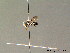  ( - BC ZSM HYM 07065)  @12 [ ] CreativeCommons - Attribution Non-Commercial Share-Alike (2010) Stefan Schmidt SNSB, Zoologische Staatssammlung Muenchen