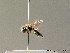  ( - BC ZSM HYM 07074)  @11 [ ] CreativeCommons - Attribution Non-Commercial Share-Alike (2010) Stefan Schmidt SNSB, Zoologische Staatssammlung Muenchen