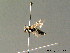  ( - BC ZSM HYM 07075)  @11 [ ] CreativeCommons - Attribution Non-Commercial Share-Alike (2010) Stefan Schmidt SNSB, Zoologische Staatssammlung Muenchen