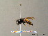  (Andrena rogenhoferi - BC ZSM HYM 07506)  @14 [ ] CreativeCommons - Attribution Non-Commercial Share-Alike (2010) Stefan Schmidt SNSB, Zoologische Staatssammlung Muenchen