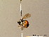  (Andrena labiata - BC ZSM HYM 07517)  @14 [ ] CreativeCommons - Attribution Non-Commercial Share-Alike (2010) Stefan Schmidt SNSB, Zoologische Staatssammlung Muenchen