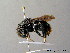  (Bombus rupestris - BC ZSM HYM 07547)  @15 [ ] CreativeCommons - Attribution Non-Commercial Share-Alike (2010) Stefan Schmidt SNSB, Zoologische Staatssammlung Muenchen