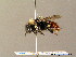  (Bombus monticola - BC ZSM HYM 07548)  @15 [ ] CreativeCommons - Attribution Non-Commercial Share-Alike (2010) Stefan Schmidt SNSB, Zoologische Staatssammlung Muenchen