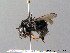  (Bombus wurflenii - BC ZSM HYM 07561)  @14 [ ] CreativeCommons - Attribution Non-Commercial Share-Alike (2010) Stefan Schmidt SNSB, Zoologische Staatssammlung Muenchen