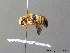  ( - BC ZSM HYM 07580)  @14 [ ] CreativeCommons - Attribution Non-Commercial Share-Alike (2010) Stefan Schmidt SNSB, Zoologische Staatssammlung Muenchen