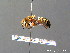  ( - BC ZSM HYM 07581)  @14 [ ] CreativeCommons - Attribution Non-Commercial Share-Alike (2010) Stefan Schmidt SNSB, Zoologische Staatssammlung Muenchen