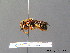 ( - BC ZSM HYM 07582)  @13 [ ] CreativeCommons - Attribution Non-Commercial Share-Alike (2010) Stefan Schmidt SNSB, Zoologische Staatssammlung Muenchen