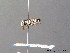  ( - BC ZSM HYM 07584)  @13 [ ] CreativeCommons - Attribution Non-Commercial Share-Alike (2010) Stefan Schmidt SNSB, Zoologische Staatssammlung Muenchen