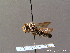  ( - BC ZSM HYM 07904)  @13 [ ] CreativeCommons - Attribution Non-Commercial Share-Alike (2010) Stefan Schmidt SNSB, Zoologische Staatssammlung Muenchen