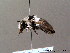  ( - BC ZSM HYM 07951)  @11 [ ] CreativeCommons - Attribution Non-Commercial Share-Alike (2010) Stefan Schmidt SNSB, Zoologische Staatssammlung Muenchen