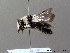  ( - BC ZSM HYM 07952)  @11 [ ] CreativeCommons - Attribution Non-Commercial Share-Alike (2010) Stefan Schmidt SNSB, Zoologische Staatssammlung Muenchen