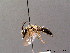  ( - BC ZSM HYM 07960)  @11 [ ] CreativeCommons - Attribution Non-Commercial Share-Alike (2010) Stefan Schmidt SNSB, Zoologische Staatssammlung Muenchen