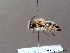  ( - BC ZSM HYM 07976)  @13 [ ] CreativeCommons - Attribution Non-Commercial Share-Alike (2010) Stefan Schmidt SNSB, Zoologische Staatssammlung Muenchen