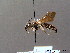  ( - BC ZSM HYM 07980)  @11 [ ] CreativeCommons - Attribution Non-Commercial Share-Alike (2010) Stefan Schmidt SNSB, Zoologische Staatssammlung Muenchen