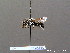  ( - BC ZSM HYM 08384)  @12 [ ] CreativeCommons - Attribution Non-Commercial Share-Alike (2010) Stefan Schmidt SNSB, Zoologische Staatssammlung Muenchen