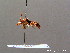  ( - BC ZSM HYM 08388)  @11 [ ] CreativeCommons - Attribution Non-Commercial Share-Alike (2010) Stefan Schmidt SNSB, Zoologische Staatssammlung Muenchen