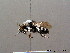  ( - BC ZSM HYM 08398)  @13 [ ] CreativeCommons - Attribution Non-Commercial Share-Alike (2010) Stefan Schmidt SNSB, Zoologische Staatssammlung Muenchen