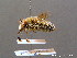  ( - BC ZSM HYM 08432)  @14 [ ] CreativeCommons - Attribution Non-Commercial Share-Alike (2010) Stefan Schmidt SNSB, Zoologische Staatssammlung Muenchen